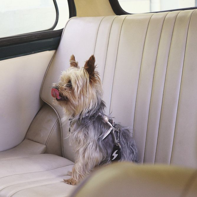 Suņu auto drošības siksna