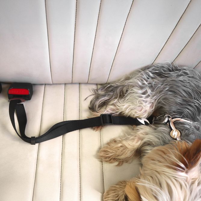 Suņu auto drošības siksna