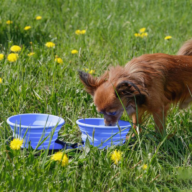Kiwi Walker dubultā ceļojumu bļoda, zila