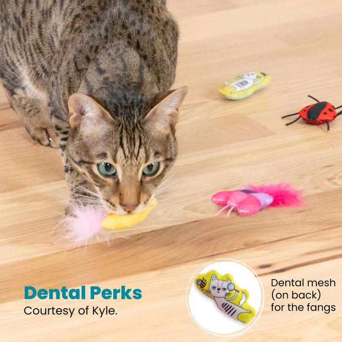 Rotaļlieta kaķiem Cute A Bug, 6gb