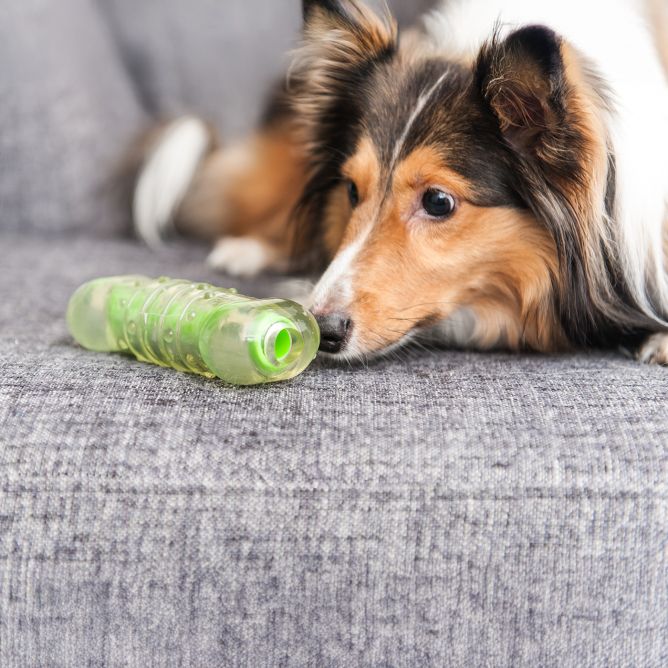 Rotaļlieta suņiem Crunchcore, M