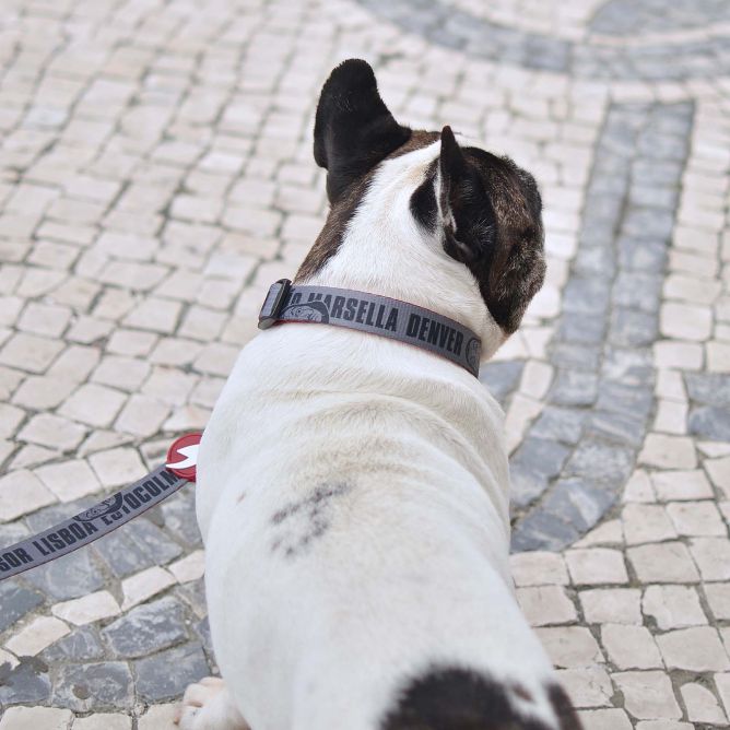 Dashi kaklasiksna suņiem LCDP MELTED, M