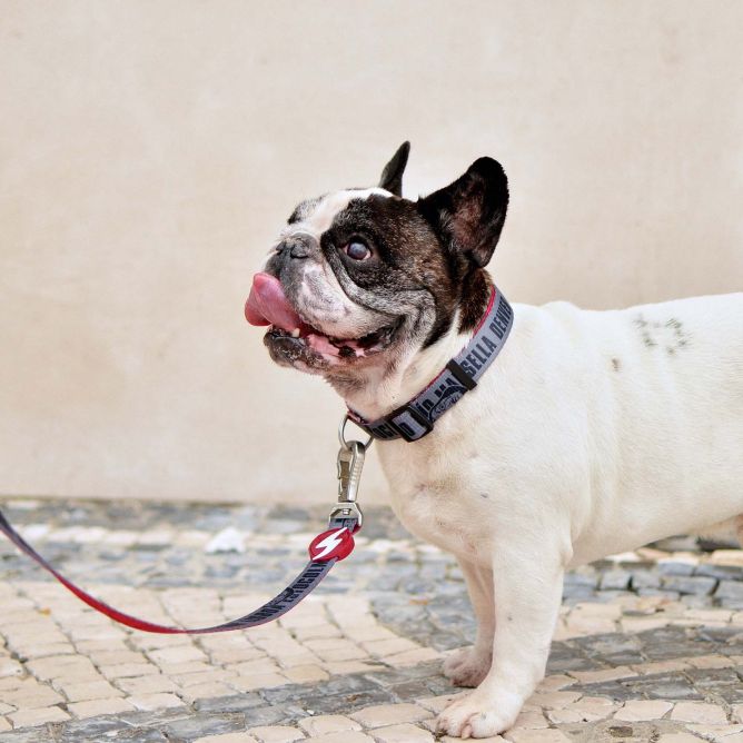 Dashi kaklasiksna suņiem LCDP MELTED, M