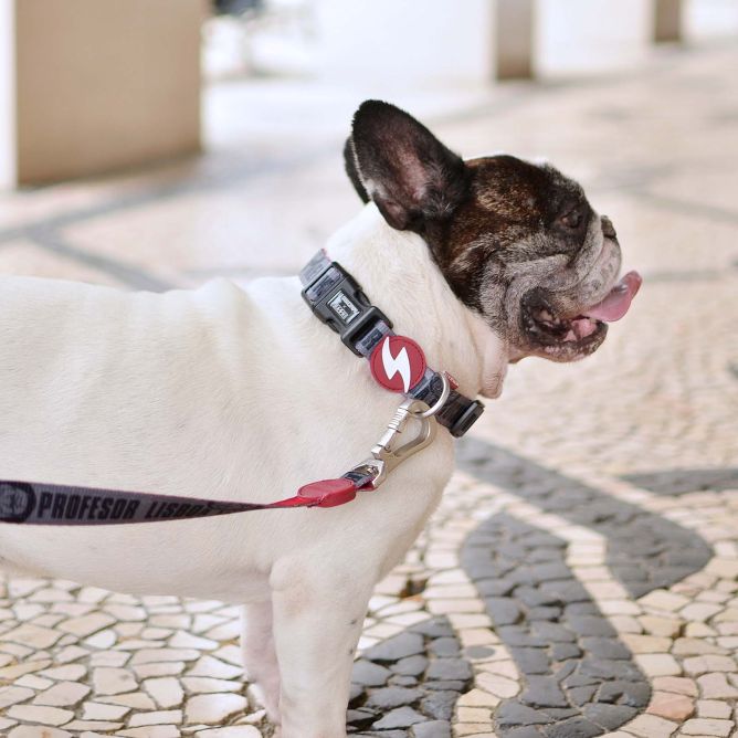 Dashi kaklasiksna suņiem LCDP MELTED, M