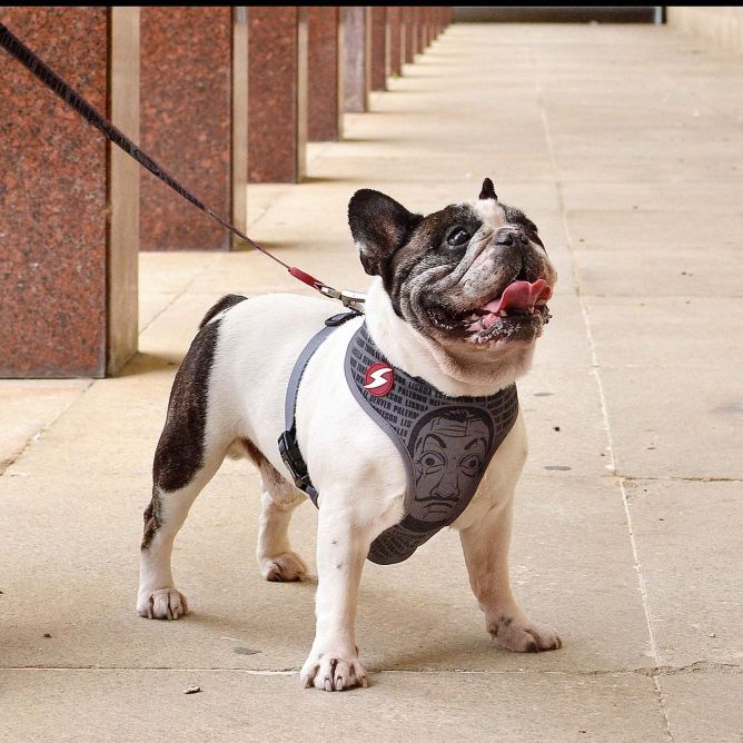 Dashi mīkstie NeoMesh iemaukti suņiem LCDP MELTED, XXL
