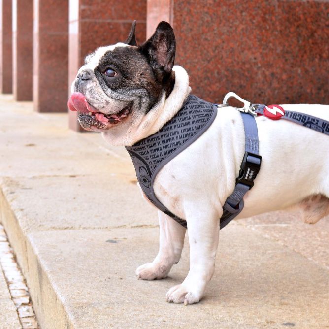 Dashi mīkstie NeoMesh iemaukti suņiem LCDP MELTED, XXL