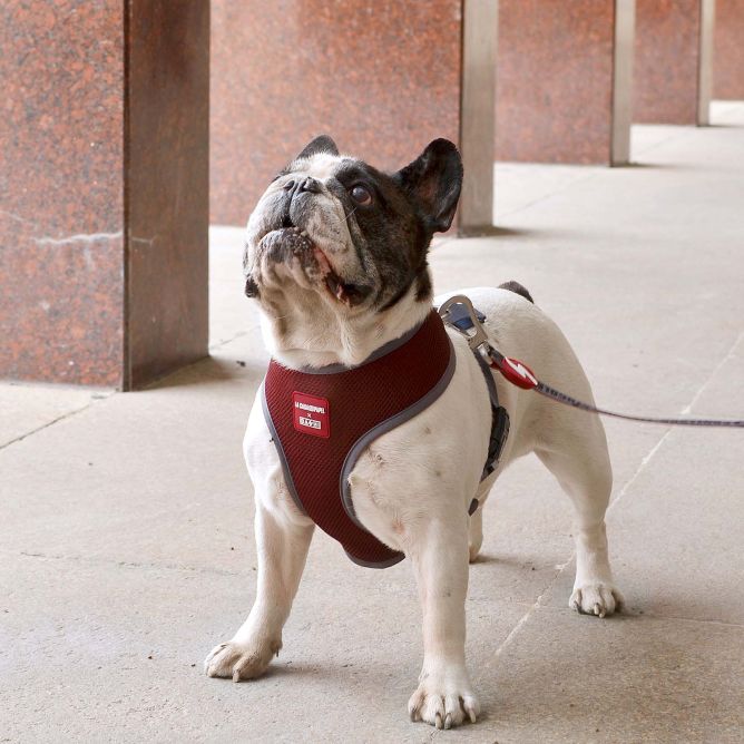 Dashi mīkstie NeoMesh iemaukti suņiem LCDP MELTED, XXL