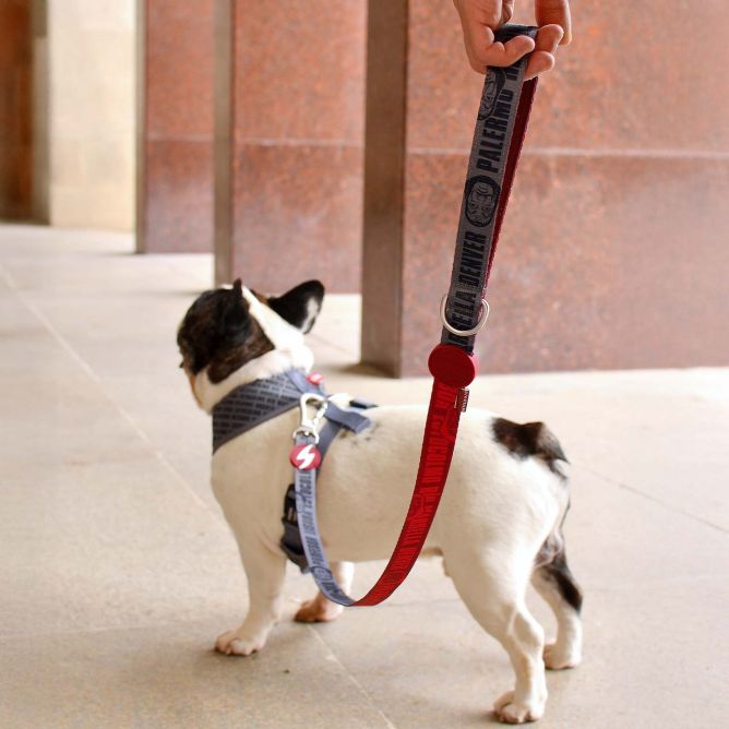 Dashi pavada suņiem LCDP MELTED, S