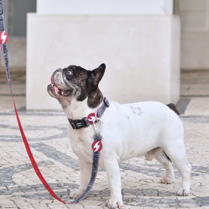 Dashi pavada suņiem LCDP MELTED, XS