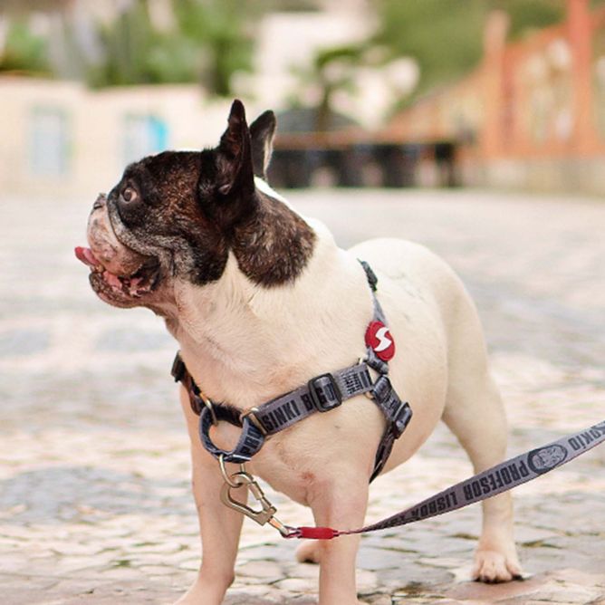 Dashi priekšas iemaukti suņiem LCDP MELTED, L
