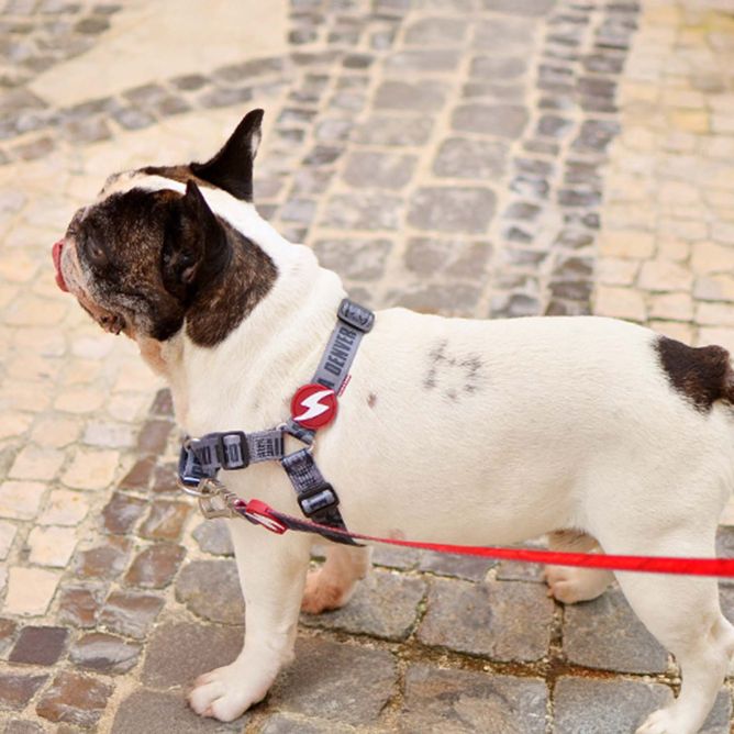Dashi priekšas iemaukti suņiem LCDP MELTED, M