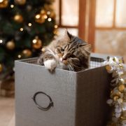 Attēls rakstam Kā parūpēties par kaķi svētku laikā