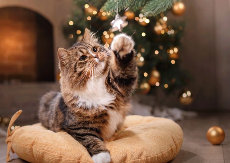 Kā parūpēties par kaķi svētku laikā