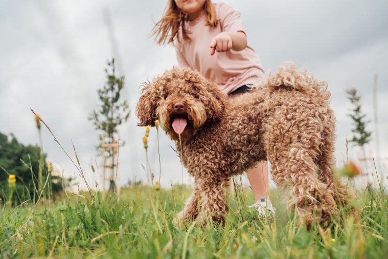 Ērču un blusu sezona: Kā pasargāt savu četrkājaino draugu?