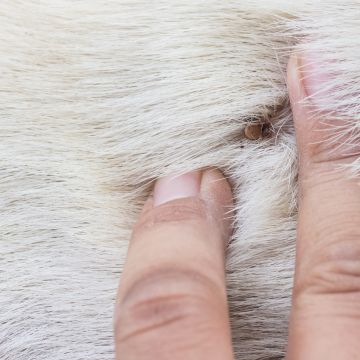 Attēls rakstam Ērču un blusu sezona: Kā pasargāt savu četrkājaino draugu?
