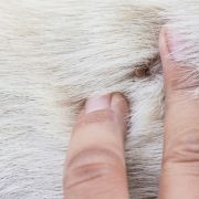 Attēls rakstam Ērču un blusu sezona: Kā pasargāt savu četrkājaino draugu?