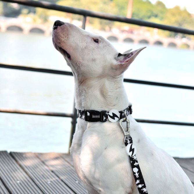 Dashi kaklasiksna suņiem ASTRONAUT, S