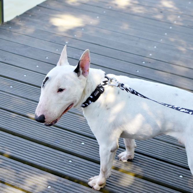 Dashi kaklasiksna suņiem ASTRONAUT, S