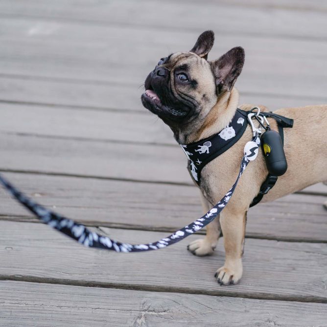 Dashi pavada suņiem ASTRONAUT, L