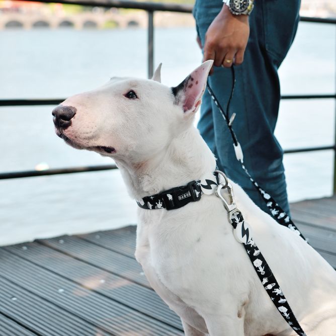 Dashi pavada suņiem ASTRONAUT, S