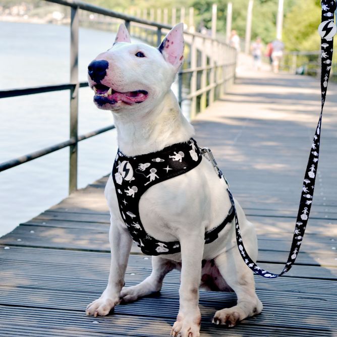 Dashi pavada suņiem ASTRONAUT, XS